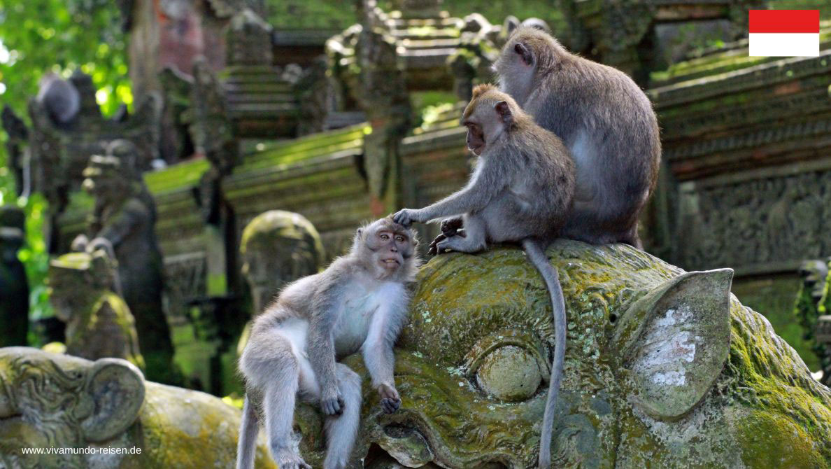 2_Bali-Aktivurlaub_Bali-Wellnessurlaub_Ubud_Canva-_Tomasz-Dutkiewicz-von-Getty-Images